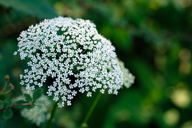istock Delicate white flowers blooming in a lush green garden under soft sunlight during springtime 2218063592