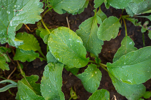 Red radish growing in the vegetable garden. Selective focus.