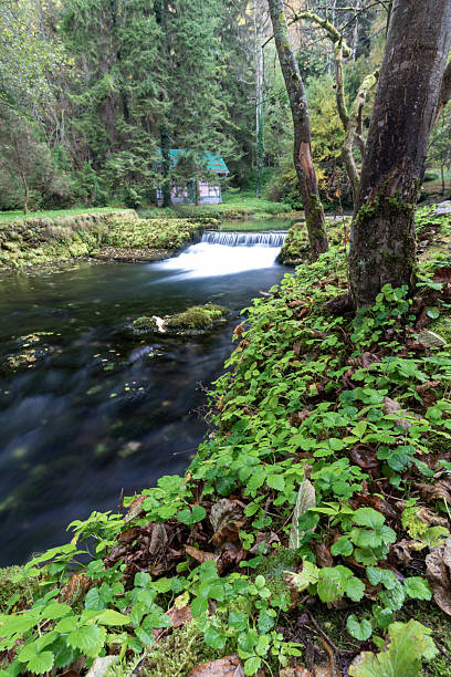 istock Tranquil river flowing through lush greenery in a serene forest setting near a small cabin 2218068511