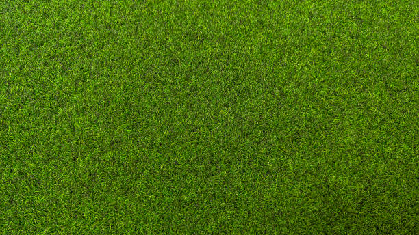 istock Green grass covering a vast area under bright sunlight in a serene outdoor setting 2218069434