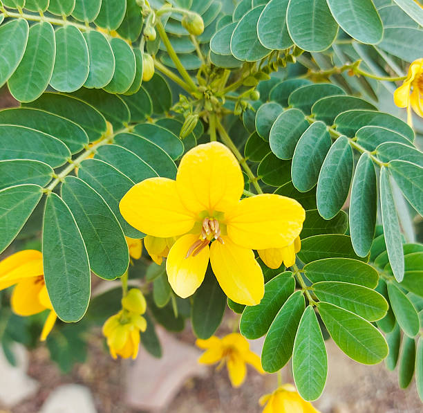 istock Cassia surattensis tree Flowers  Yellow Blooms 2218070890