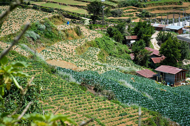 istock Terraced fields in Mt. Solis Atok Benguet, Philippines. 2218071678