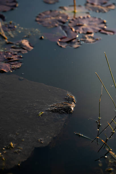 istock Frog resting on a lily pad at dawn in a tranquil pond surrounded by natural vegetation 2218072438