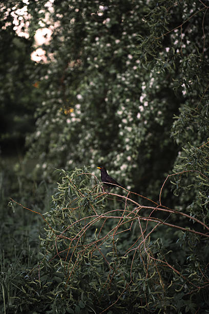 istock Black bird perched on a branch among lush greenery during twilight in a serene natural setting 2218072440