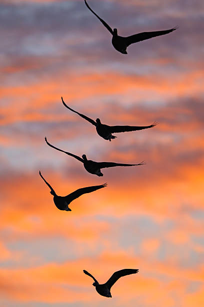 istock Greater white-fronted goose Flying in the Morning Glow 2218074107