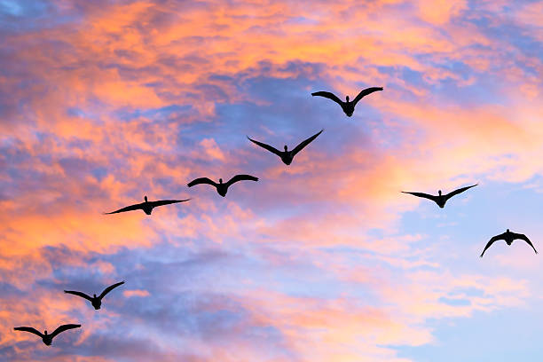 istock Greater white-fronted goose Flying in the Morning Glow 2218074116