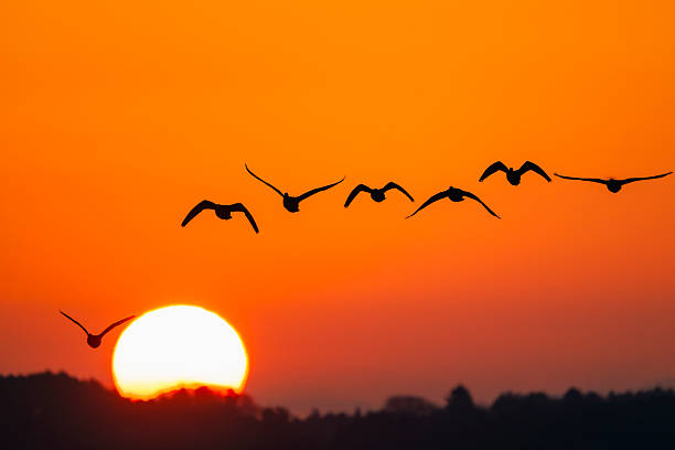 istock Sunrise and Greater white-fronted goose flying 2218074117