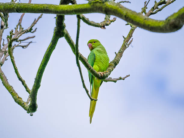 istock Green parrot hanging on a twig under thick branch 2218076009