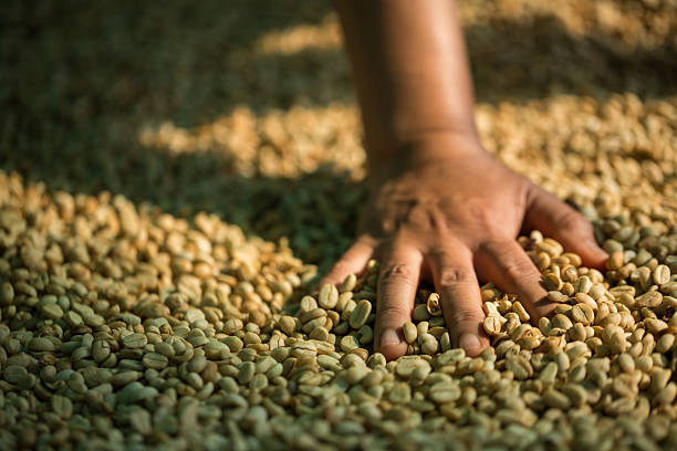 istock Close up smart farmer techniques hand coffee bean machinery roast apparatus dry sunlight tool sunbeam sunray sunshine fresh garden produce agriculture promotes farmer concept farm blur background 2218076789