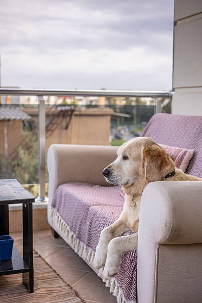 istock Golden Retriever dog sitting on the balcony at sofa 2218076849