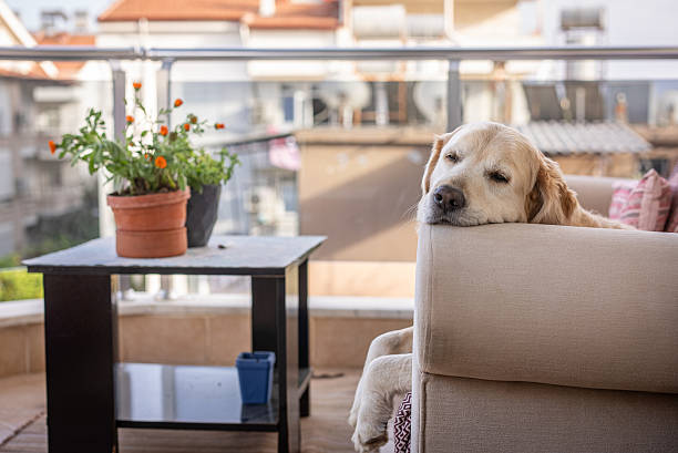 istock Golden Retriever dog napping on the balcony at sofa 2218076957
