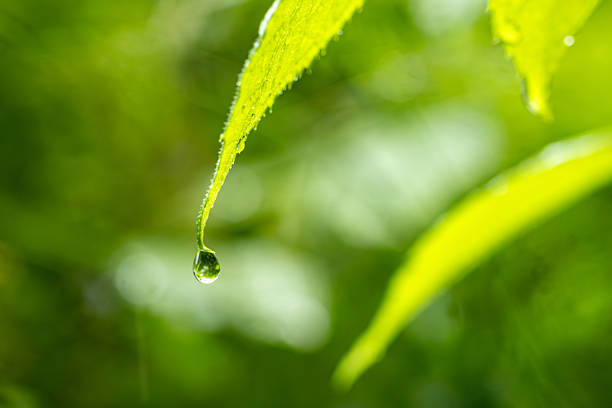 istock Fresh green grass with dew drops closeup. Nature Background 2218081758