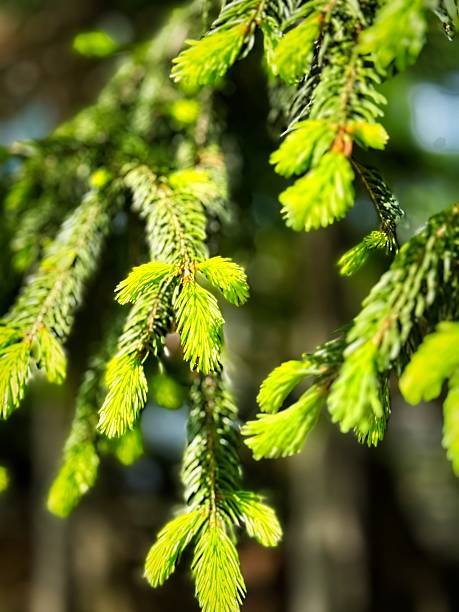 istock Close-up of Fresh Green Spruce Tree Branches 2218083189