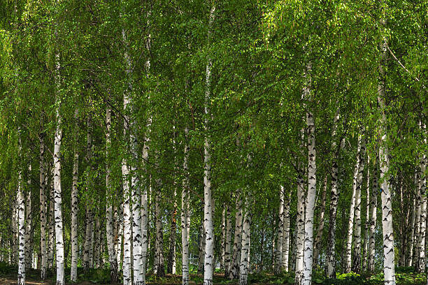 Grove of white birches close-up. Natural background