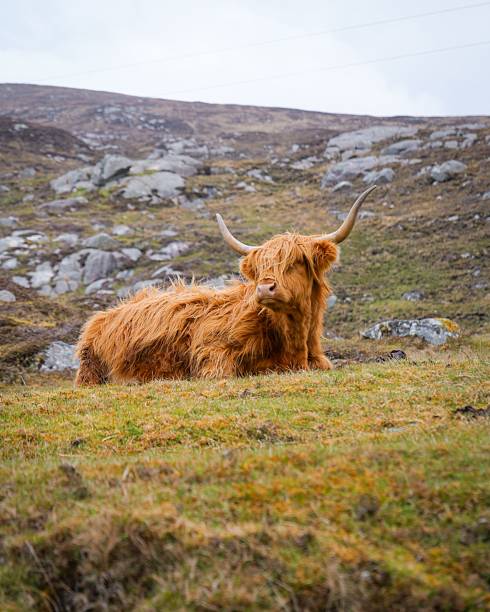 A Highland cow rests on a grassy hill in a serene Scottish landscape, showcasing its distinctive long horns and shaggy coat.