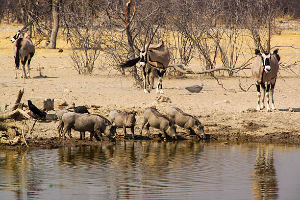 Many animals at a waterhole in Namibia