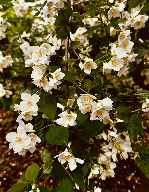 View of white flowers on a jasmine bush on a blurred background of green leaves