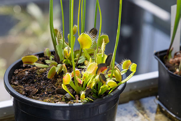 istock A thriving pot of Venus flytraps. 2218087701