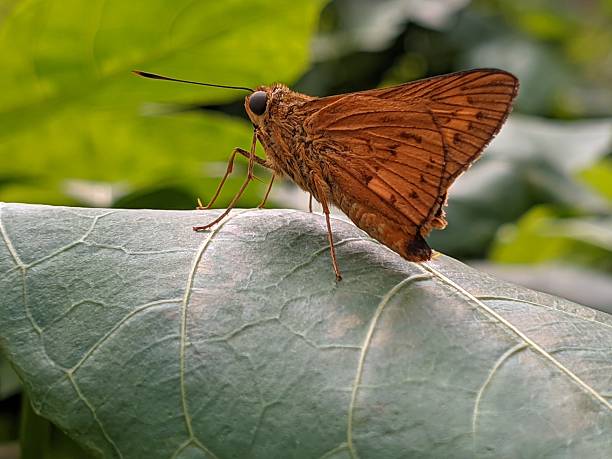 The borbo cinnara butterfly has a distinctive brown color