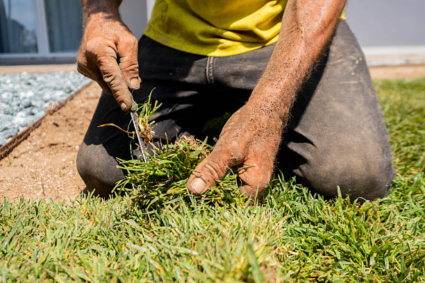 istock Gardener Trimming Sod by Hand Close-Up 2218089394