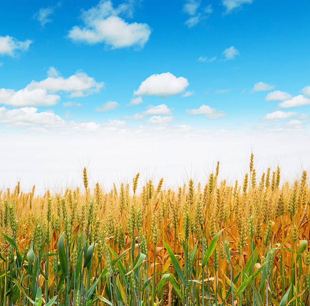 Golden wheat field background.