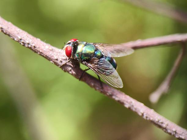 Chrysomya megacephala, commonly known as the Oriental latrine fly or oriental blue fly...