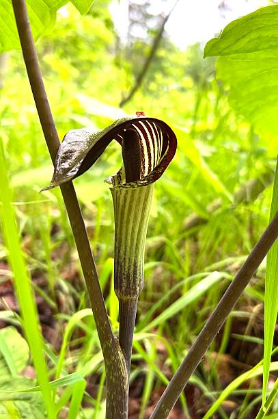 A lovely wildflower grows in a grassy area in Canada.