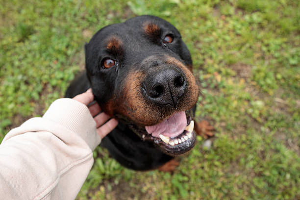 istock rottweiler in the green grass 2218093735