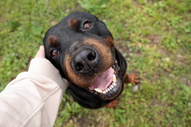 istock rottweiler in the green grass 2218093738