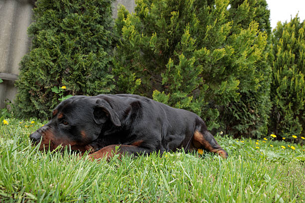 A playful Rottweiler puppy stands on a tiled floor, looking directly into the camera. Its black and brown color contrasts with the pattern on the floor, creating an interesting visual effect.