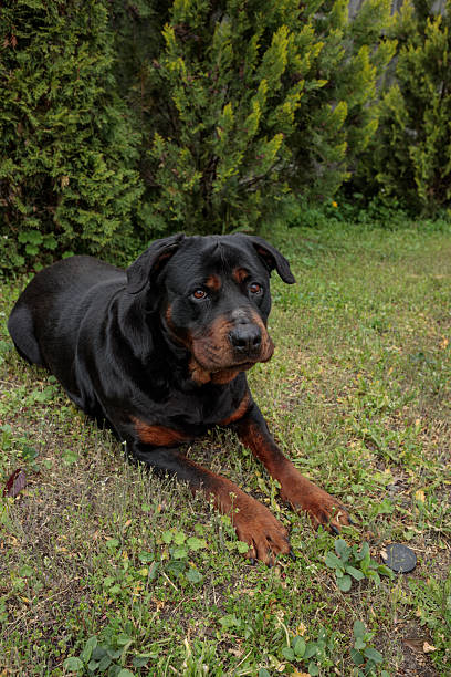 istock rottweiler in the green grass 2218093837