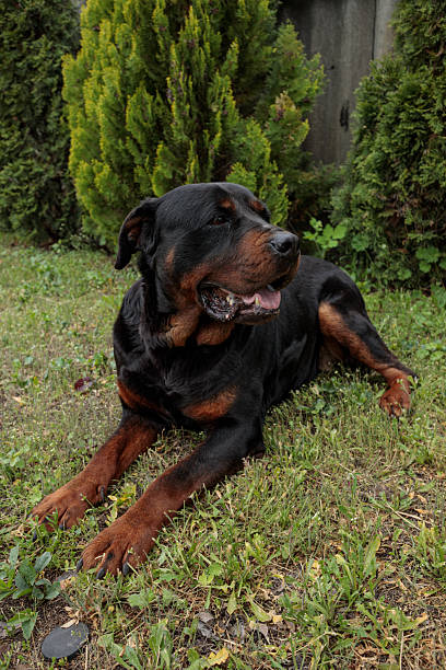 istock rottweiler in the green grass 2218093841