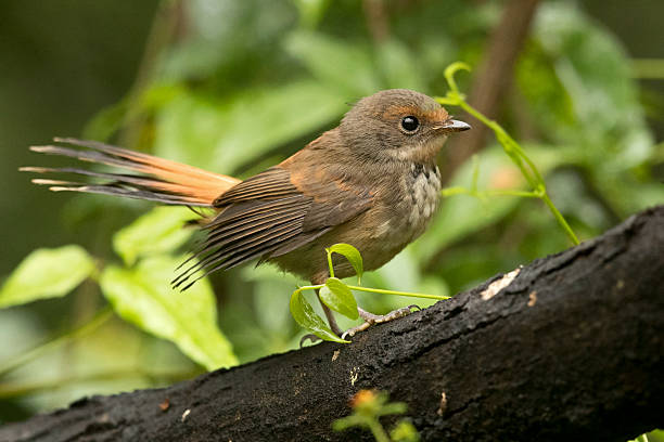 istock Australian Rufous Fantail (Rhipidura rufifrons) 2218094131