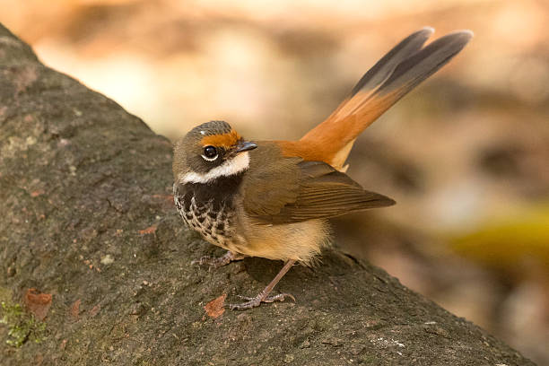 istock Australian Rufous Fantail (Rhipidura rufifrons) 2218094133