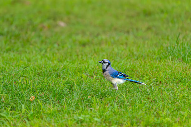 Blue jay feeds on nuts, seeds, and insects. Photo taken in Central Park, New York.