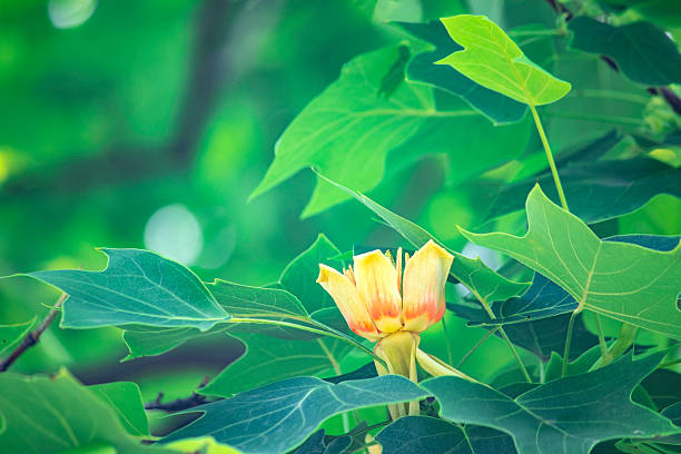 Liriodendron flower. / Tulip tree / Liriodendron tulipifera