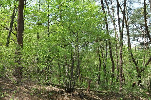 istock Lindera sericea Tree, Flowers and Seeds in Korea 2218098681