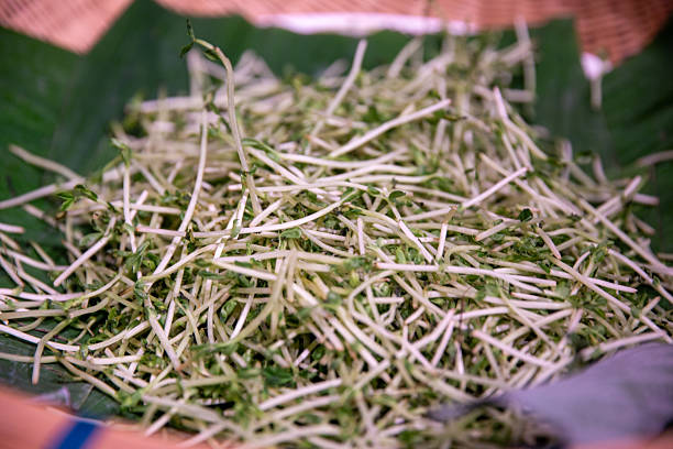 Heap of Alfalfa Sprouts as a topping for asian dishes