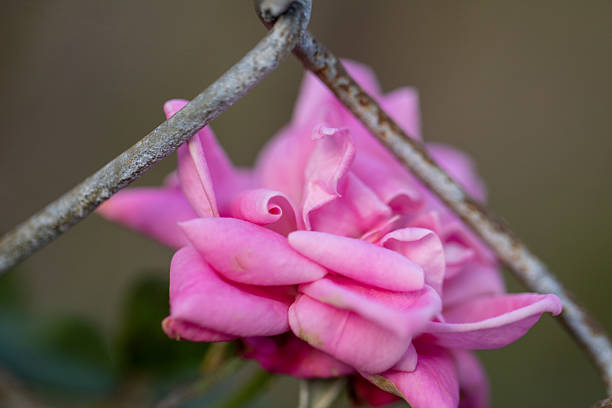 Pink rose over the fence in bloom
