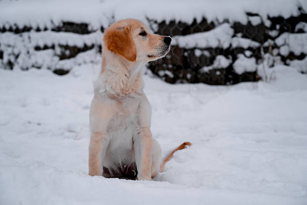 Cute Puppy Sitting In The Snow Outdoors.