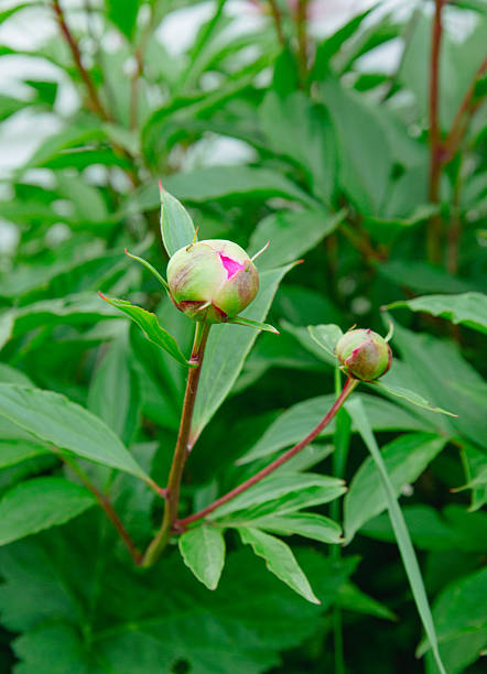 Closeup of peony  bud in the garden red peony macro burgundy peony flower. Selective focus. Shallow depth of field