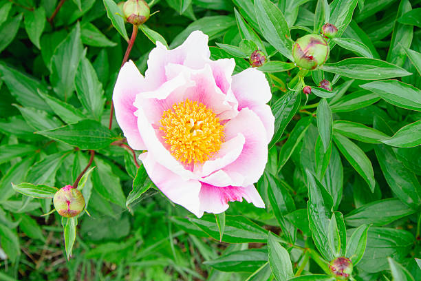 Peony Flower Closeup In The Garden