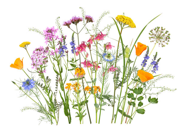 istock Colorful meadow and garden flowers in springtime 2218104479