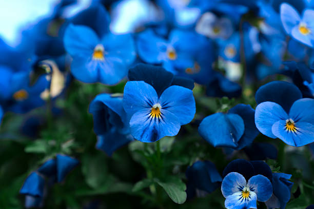 Blue sweet violet flowers on a seaside setting.