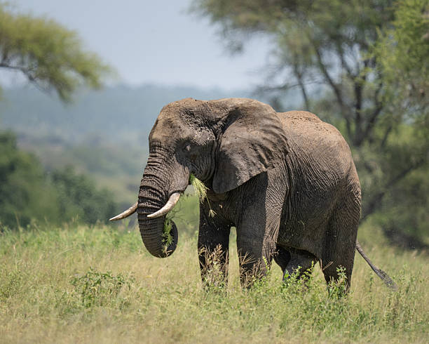 istock African elephant in Tarangerie national park 2218105401