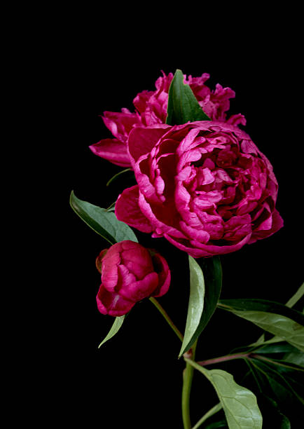 istock peony flower growing against black background 2218107093