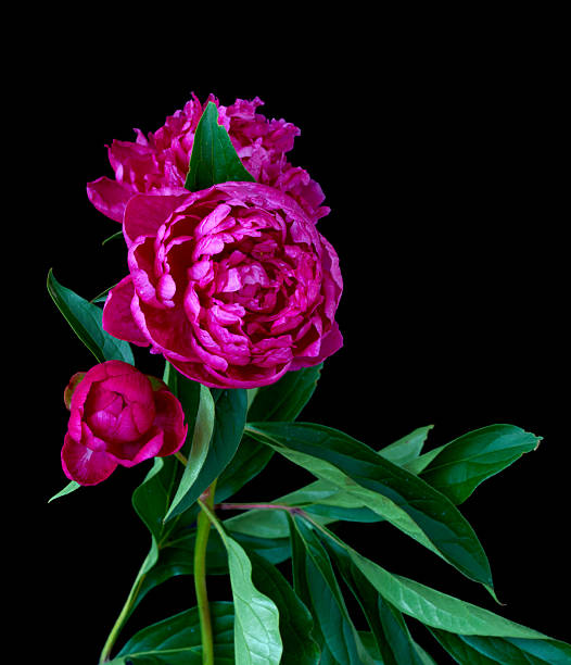 istock peony flower growing against black background 2218107157
