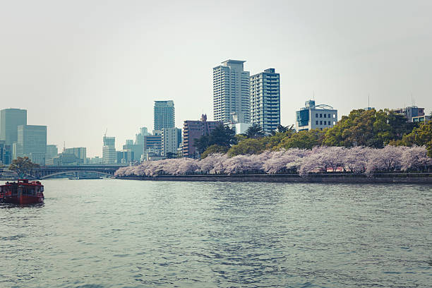 cherry blossom river, japan