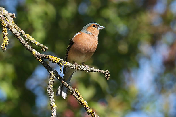 istock Common Chaffinch - Pinson des arbres (Fringilla coelebs). 2218110218