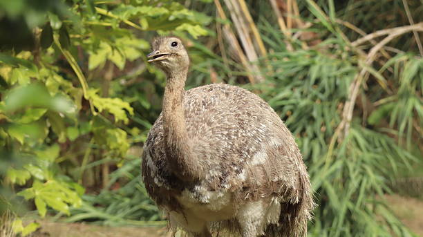 istock Greater rhea in a zoo 2218110623